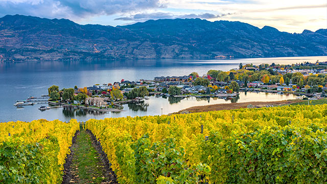 image of vineyard overlooking a subdivision Okanagan Lake Kelowna British Columbia Canada in the fall